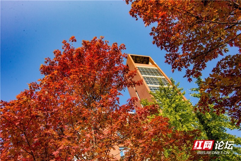 摄影:稀里马哈▲图说:2023年11月15日,湖南农业大学校园里的枫叶红