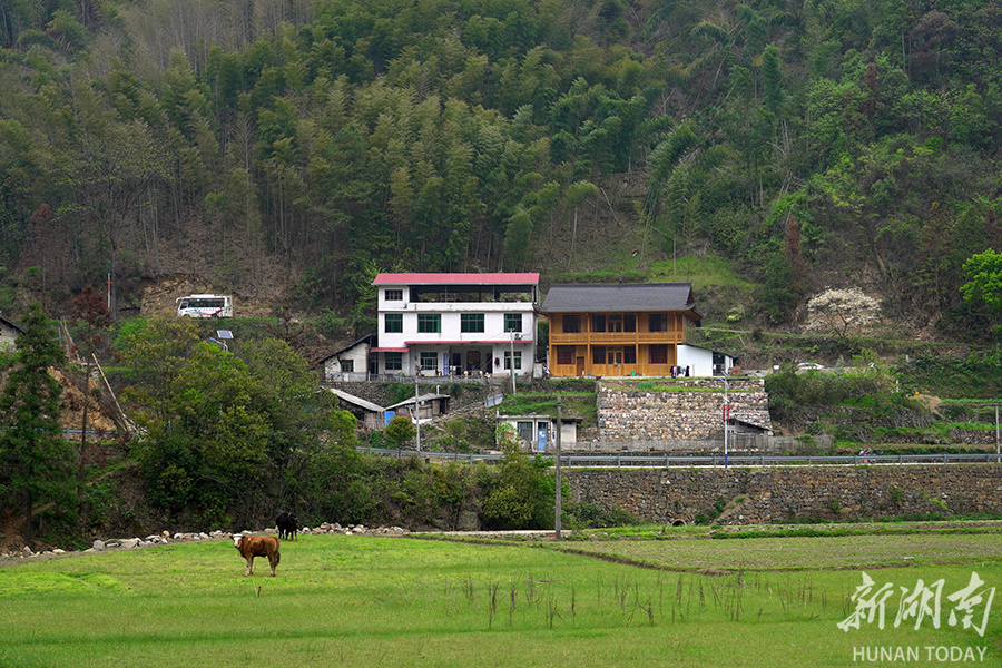 长安村胡家湾屋场大溪支流穿流而过,沿河风光带风景宜人,两侧稻田绿绿