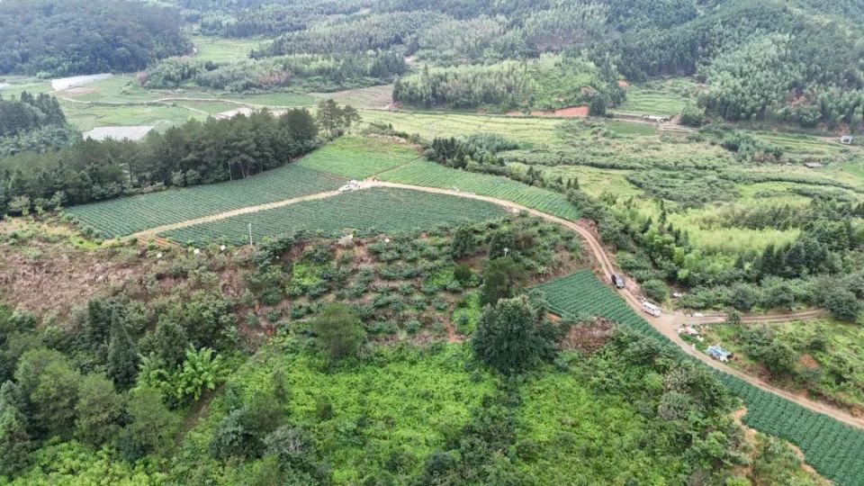 【全面推进乡村振兴】连城姑田:推动富硒产业高质量发展