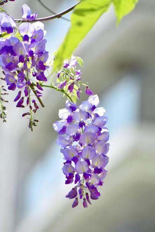 紫藤花花语象征图片
