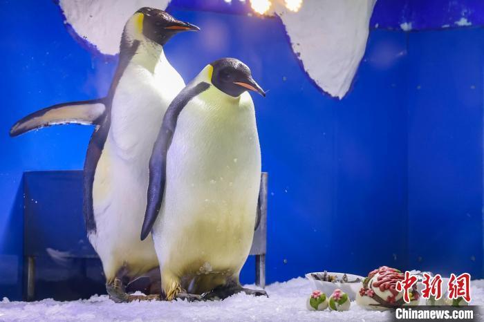 南京海底世界帝企鹅庆"88岁"大寿品"鹅"府家宴