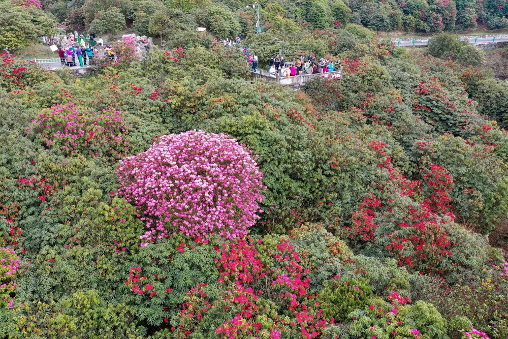 (新华全媒)贵州:观百里杜鹃花海