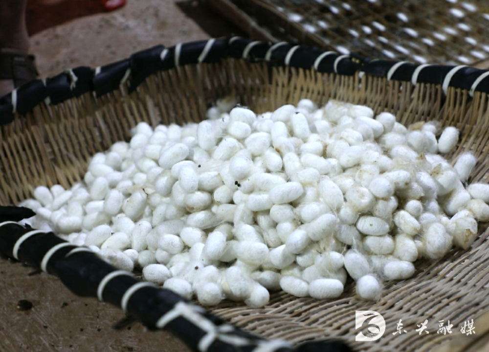 1016万元,东兴区第一季夏蚕丰收