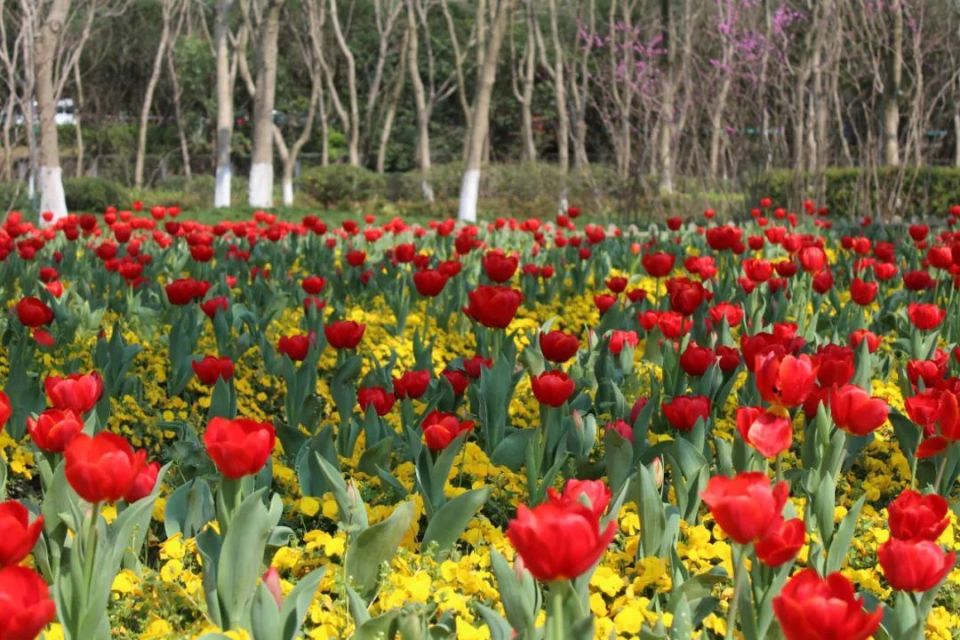 闵行花海公园图片