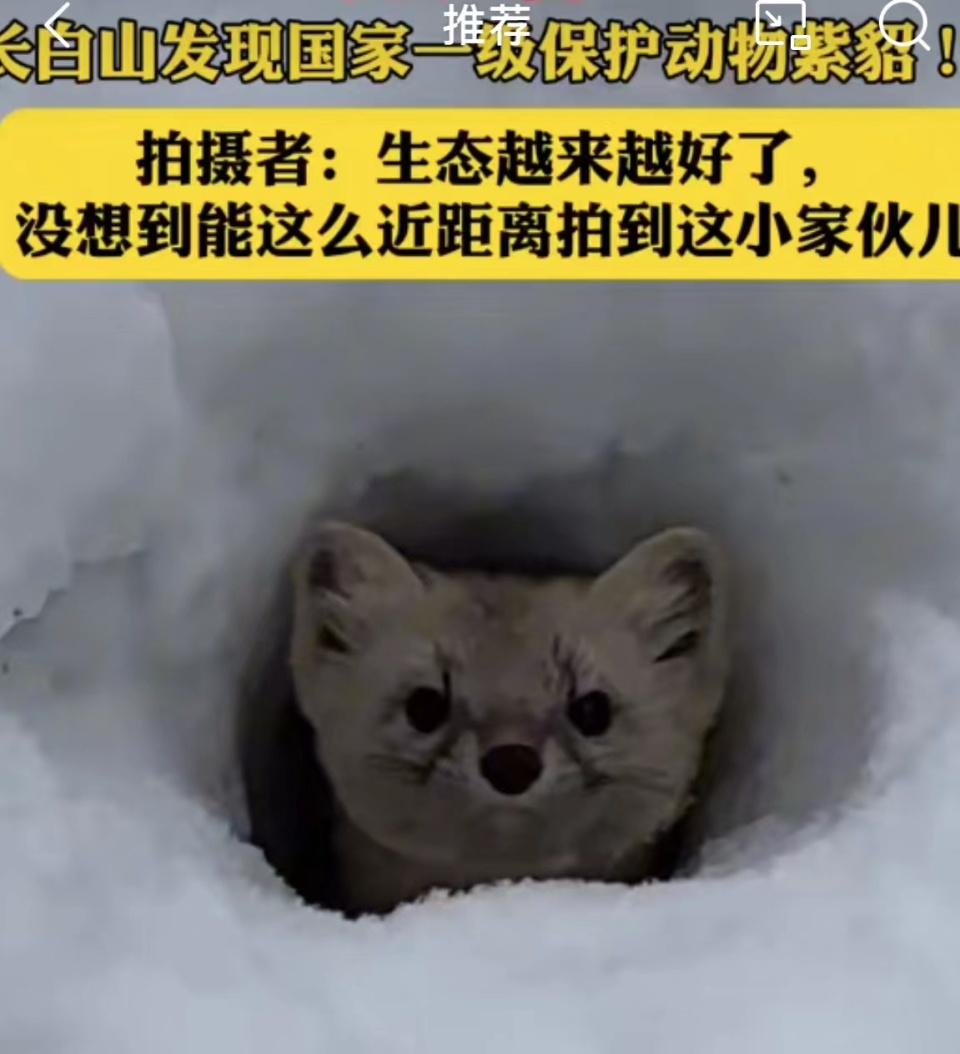 超可爱~吉小貂表情包第二弹来袭_腾讯新闻