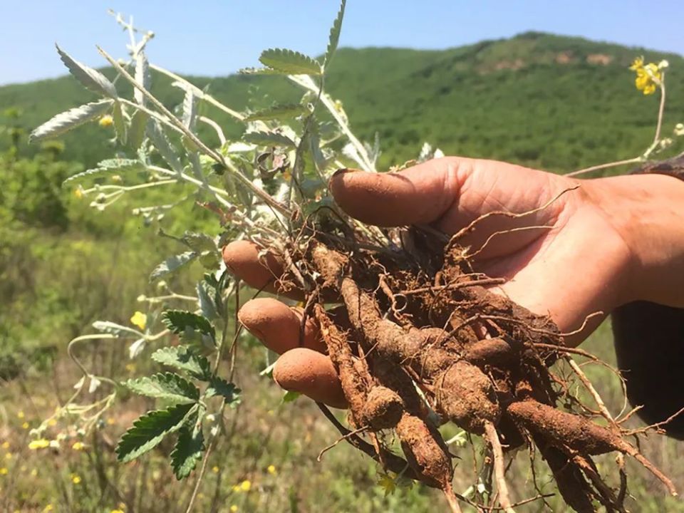 追风树根的功效与图片图片