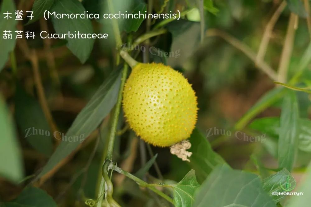 黄花胡椒疏柔毛罗勒(荆芥)金荞麦旋花茄水茄(苦茄)树番茄忍冬(金银