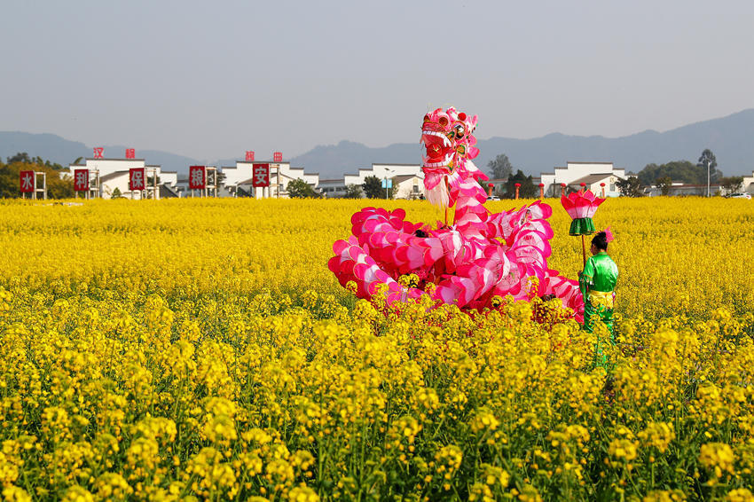 泸县油菜花图片