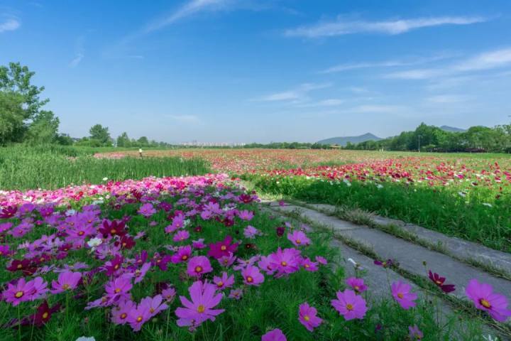 花开进度100%!这个周末,可以来湘湖花海打卡限时浪漫啦