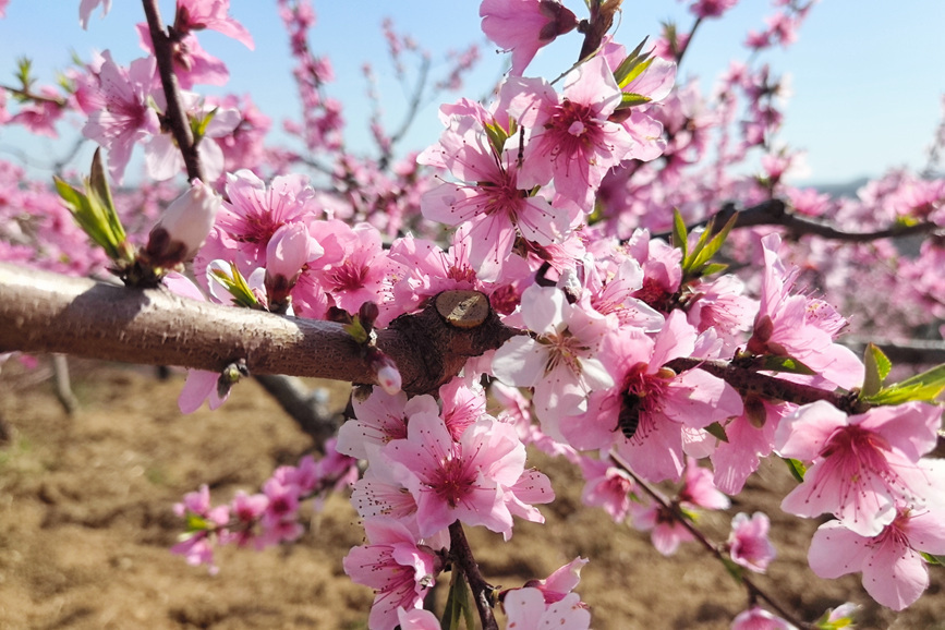 王永安摄桃花盛开醉游人.王永安摄盛开的桃花娇艳欲滴.王永安摄