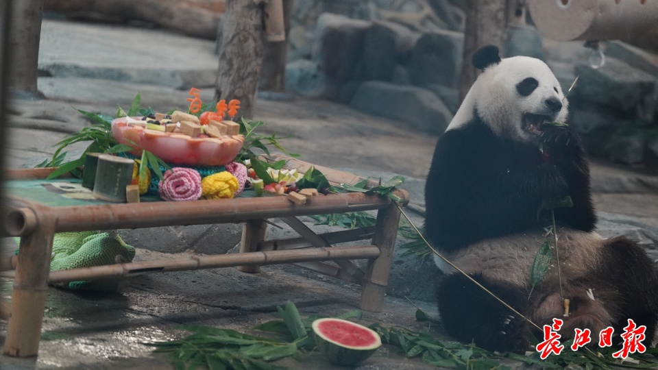 大熊猫武林5周岁了!今天在武汉动物园庆生