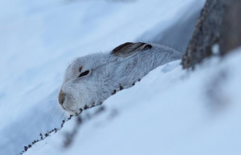 就在雪豹撲上去那一瞬間,狐狸迅速躲開了,嚇得它丟下野兔,瘋狂逃跑.