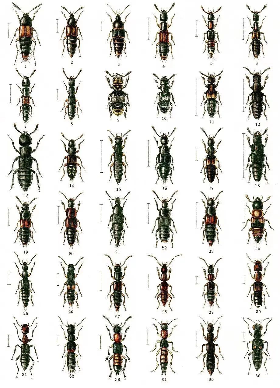 夏天遇到这种飞虫千万别拍!小心被毁容