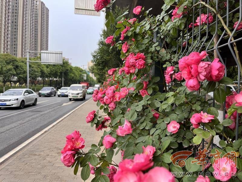 西安主干道上月季花正盛 美到你了吗