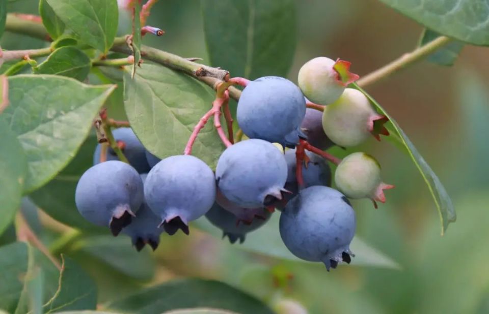 乡村行61看振兴丨美味"蓝"不住!郑场镇的蓝莓成熟啦
