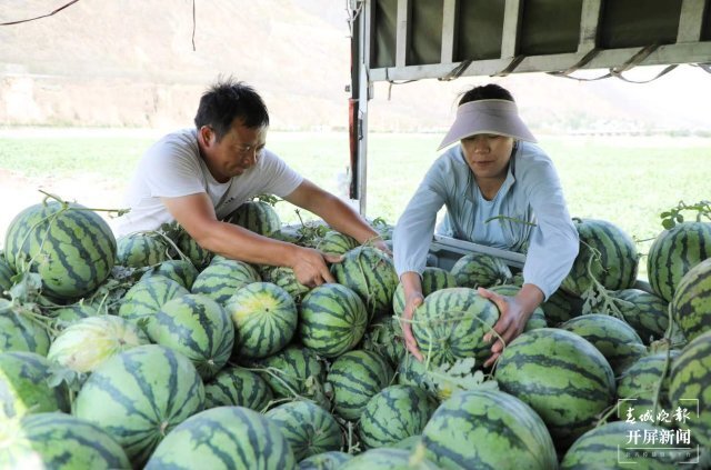 美好生活在云南|曲靖会泽小江西瓜"甜蜜"上市_腾讯新闻