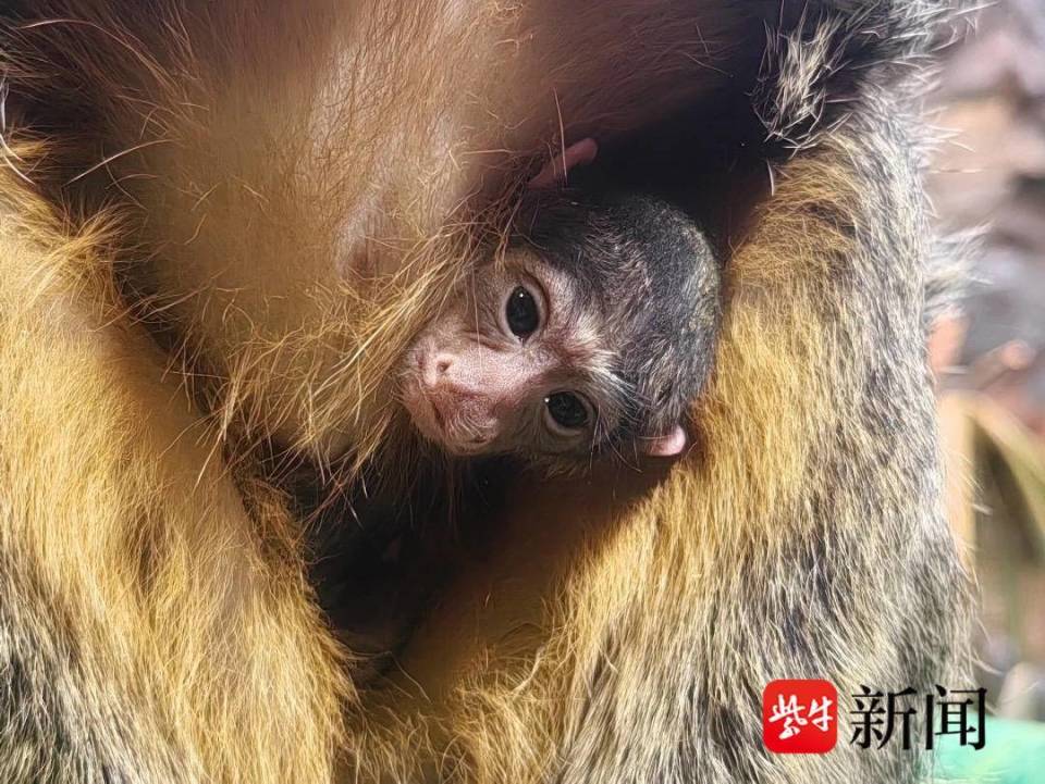 南京红山动物园白面僧面猴“杜杜”一家喜添新丁_腾讯新闻