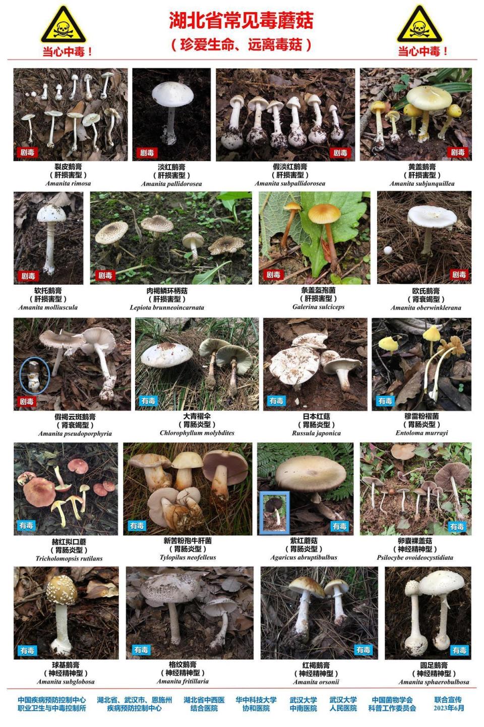 女子采食野外毒蘑菇命悬一线!专家提醒:市民千万别做"菇勇者"