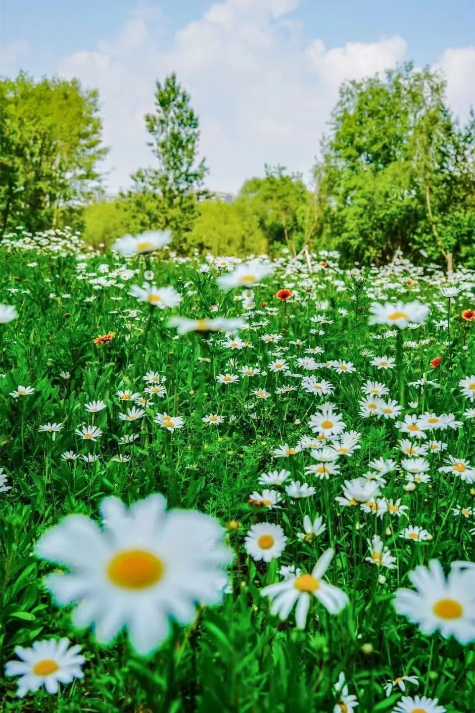 【清爽吉林22℃夏天】这个夏天,为啥都抢着来长春?