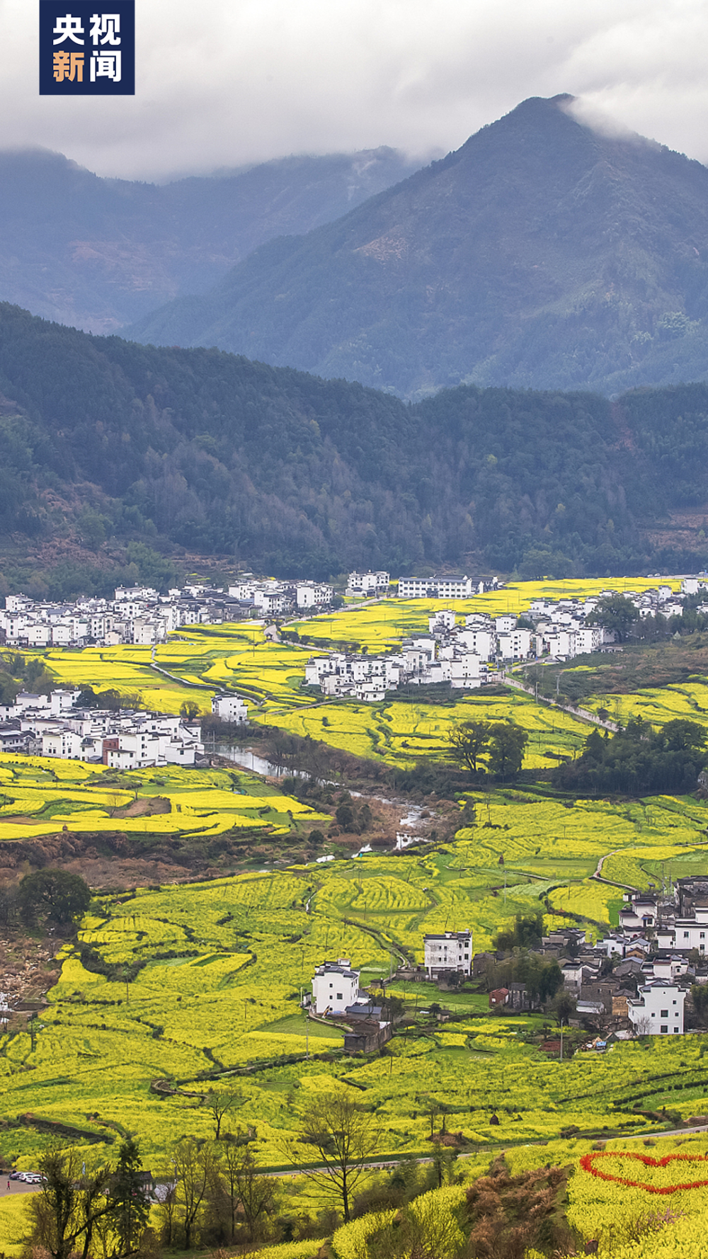 江西是油菜花大省,婺源山地多为黄山余脉,油菜花依地势种植,高低错落