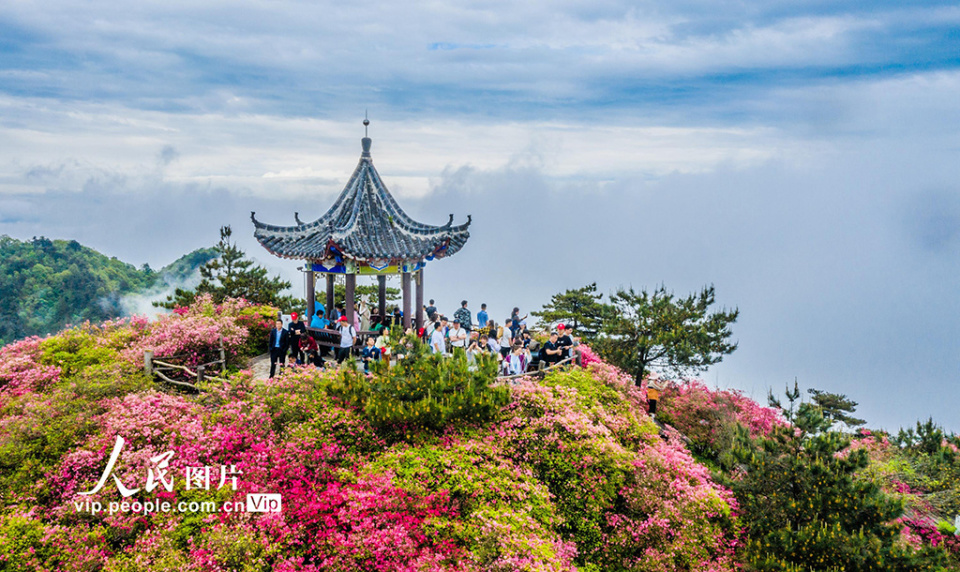 湖北麻城:龟峰山杜鹃绽放