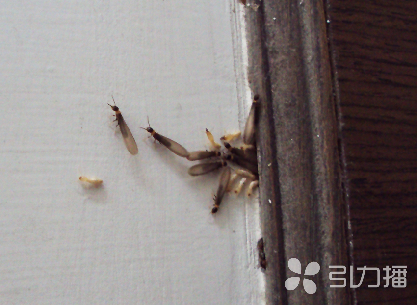 苏州进入黄胸散白蚁分飞高峰期_腾讯新闻