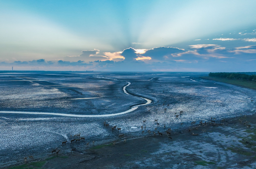 新华社记者 季春鹏 摄晨曦中的盐城湿地珍禽国家级自然保护区景色