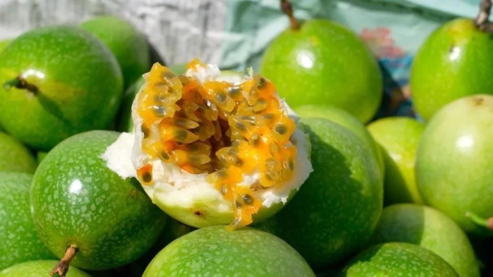 百香果界的"新贵"上市,新洲"钦蜜9号"卖出好价钱