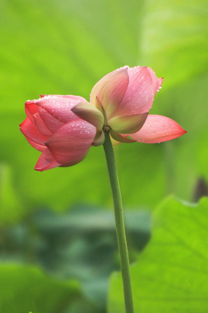 西湖并蒂莲图片