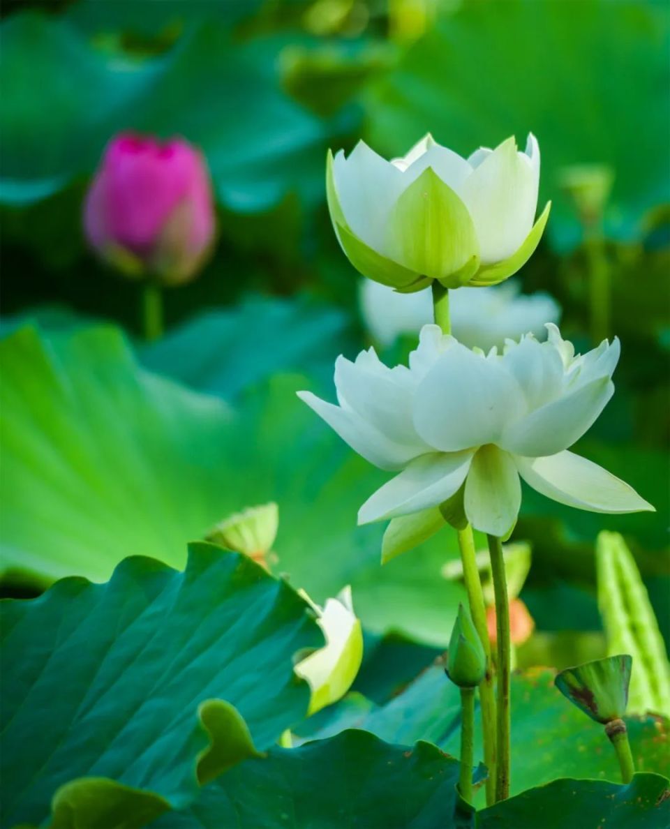 敦煌:荷塘秋色美