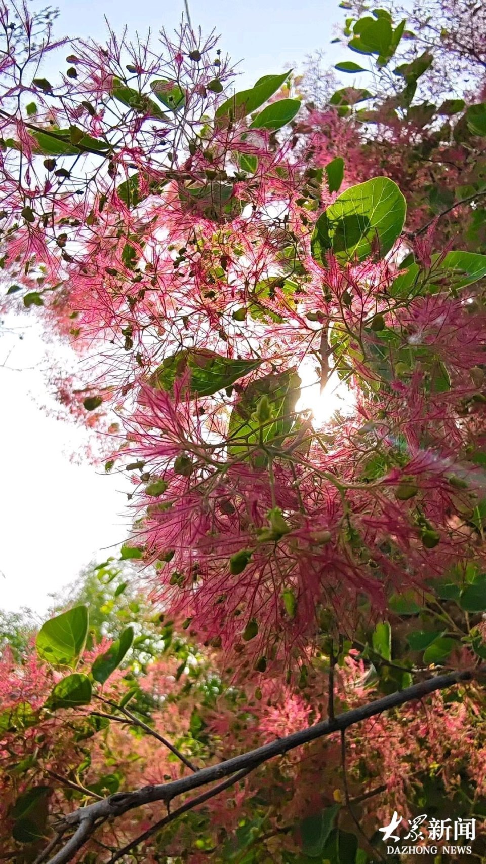 暮春时节，“雾中之花”开出粉紫“云烟”，自带梦幻滤镜_腾讯新闻