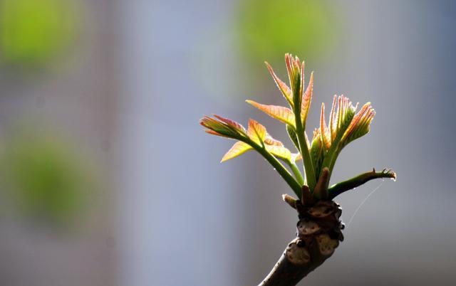 香椿芽和漆树芽的区别