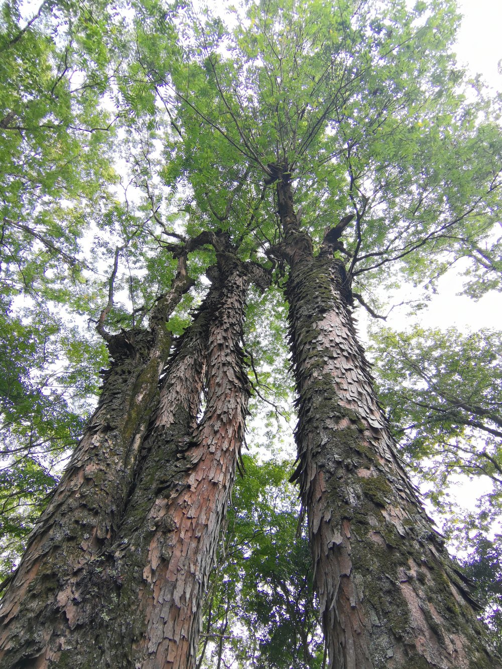 七律——咏黄连木