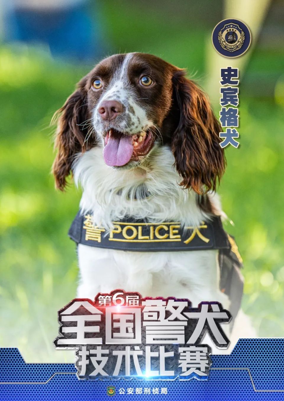 【警犬出击】中国十大警犬犬种_腾讯新闻