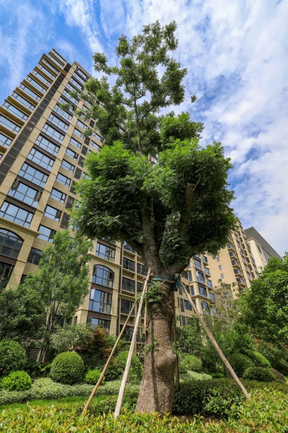 08移自黄袍山黄楝古树金沙的景观园林设计首席顾问,知名景观大师