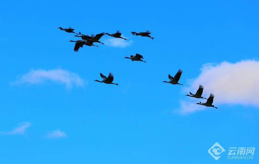 【高清组图】云南昭通:黑颈鹤群恋恋不舍起舞云端暂别大山包