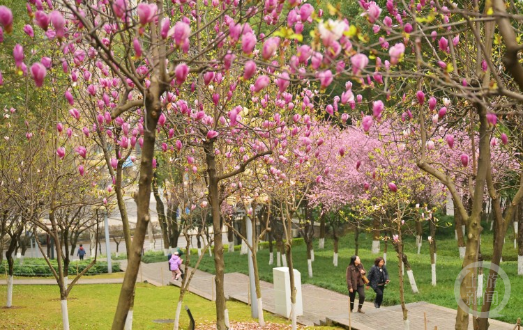 "花在园中俏 人在画中游" 重庆江北嘴中央公园花开美如画