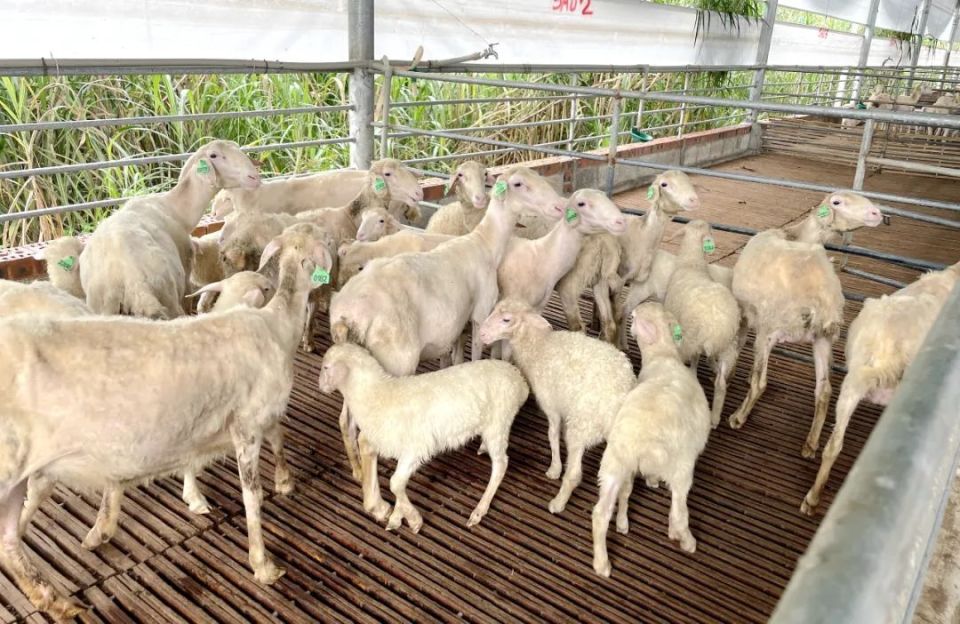 围成一团的湖羊.