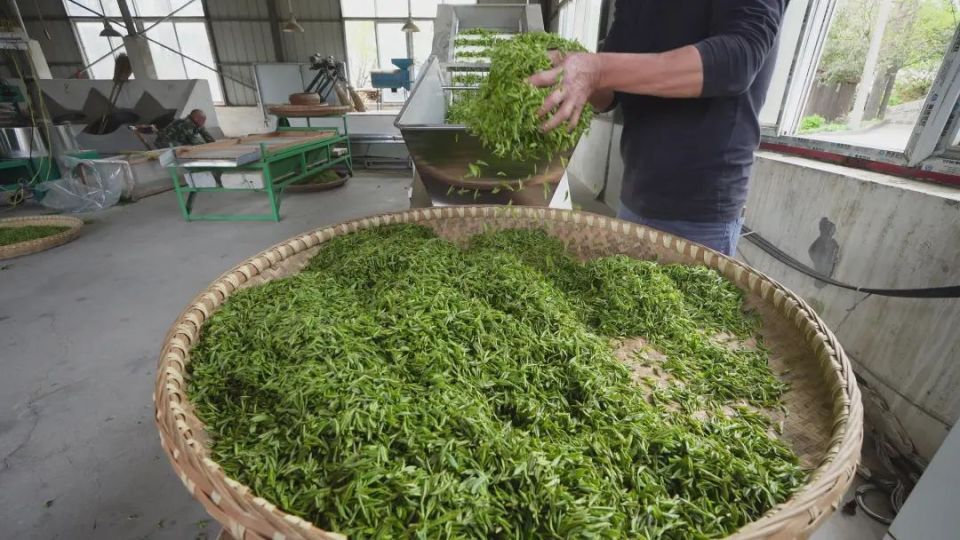 随县车云山毛尖与信阳毛尖:鄂豫两地一脉茶