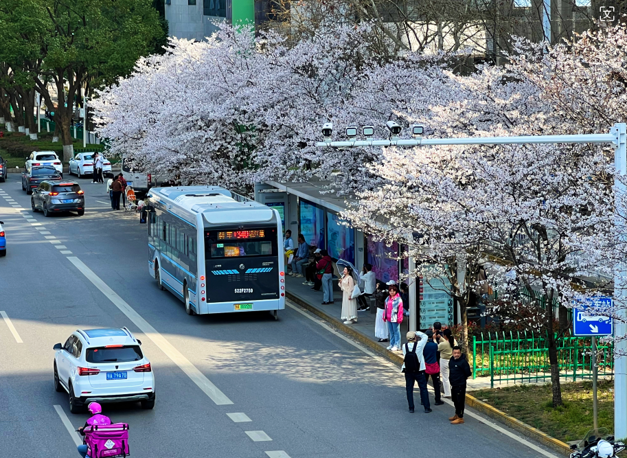 武汉最美樱花公交站走红停靠公交司机乘客多了三倍有