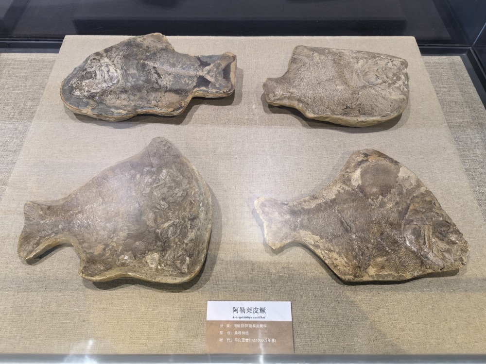 黑龙江省博物馆展出13亿年前的鱼化石!