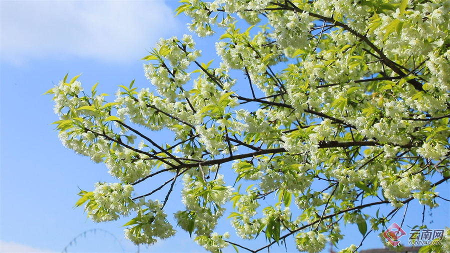 绿春春常绿|东仰绿春 又是一年樱花浪漫时_腾讯新闻