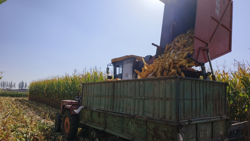 农机手驾驶收割机收获玉米,收割,摘棒,剥皮等工序一气呵成,一根根颗粒