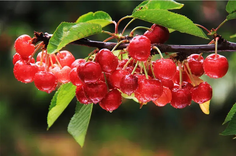 烟台大樱桃新鲜上市,甜蜜爆汁!