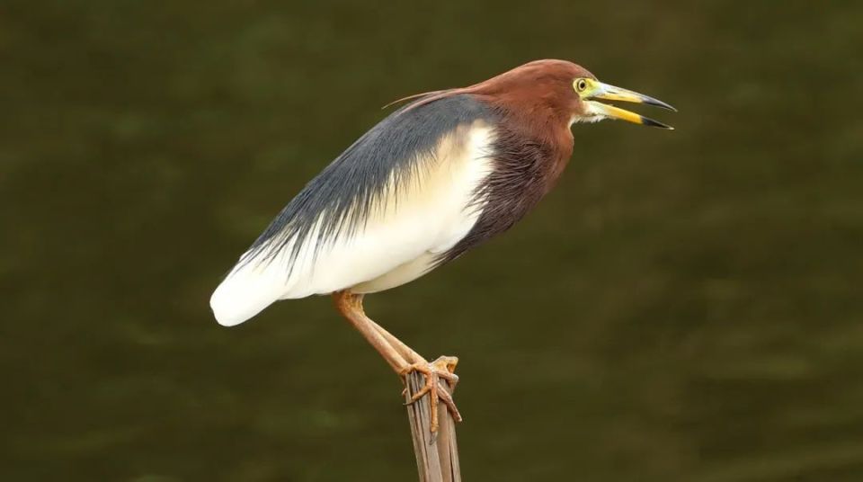 谷雨| 夏日里的社牛:听得懂粤语,英语和鸟语_腾讯新闻