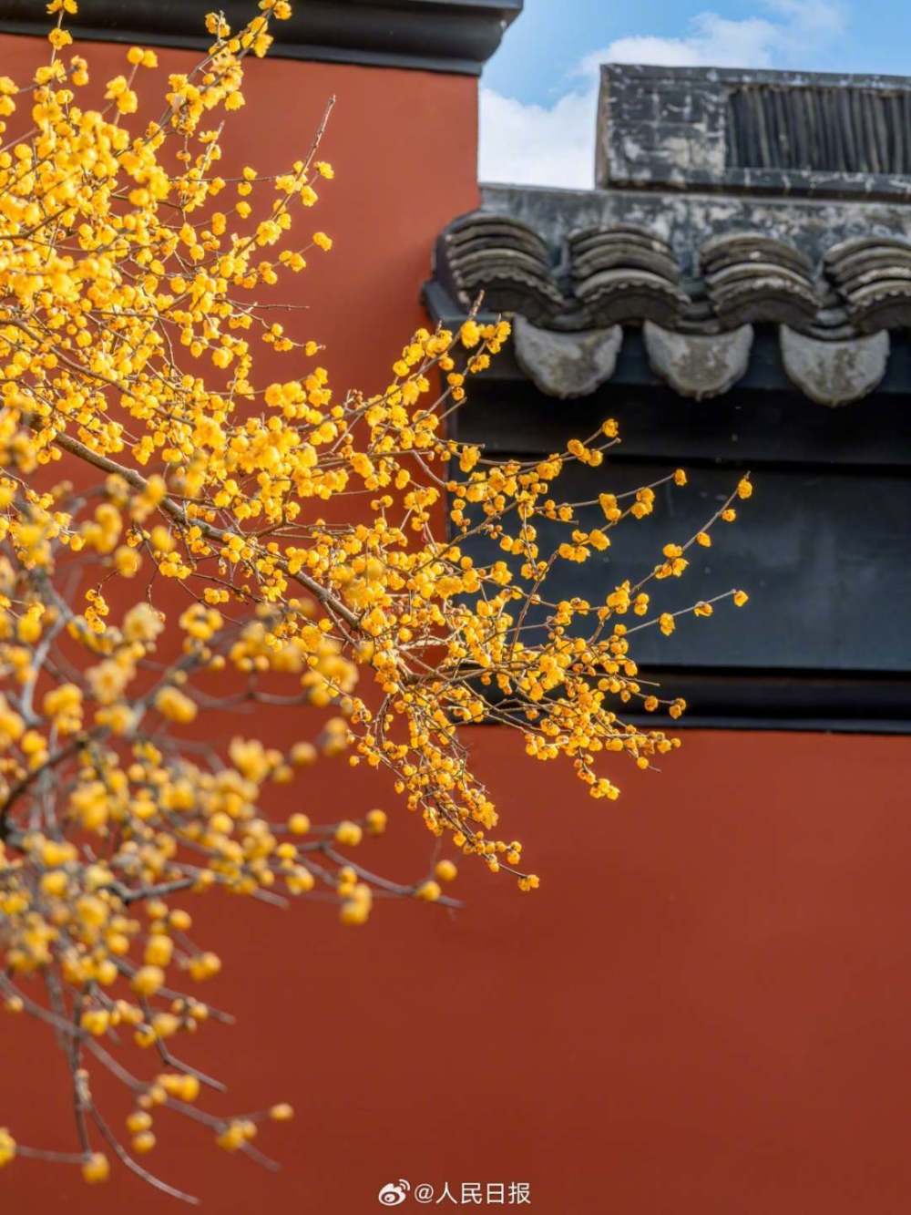 构图好绝！蜡梅红墙配出中国风-叭楼楼市分享网