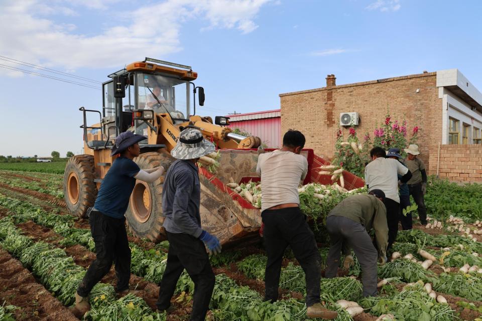 定边县白泥井镇1.5万亩白萝卜集中上市