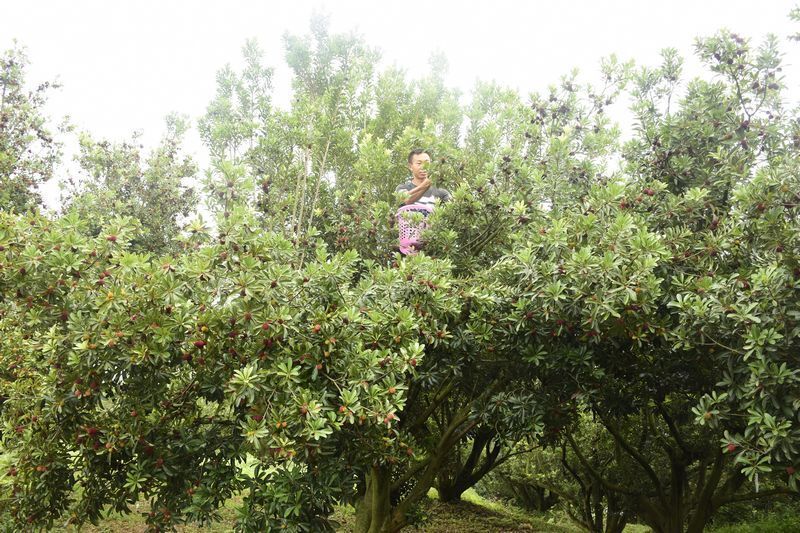 普定县马场镇:"小杨梅"带来"大收益" 群众共创"梅"好生活