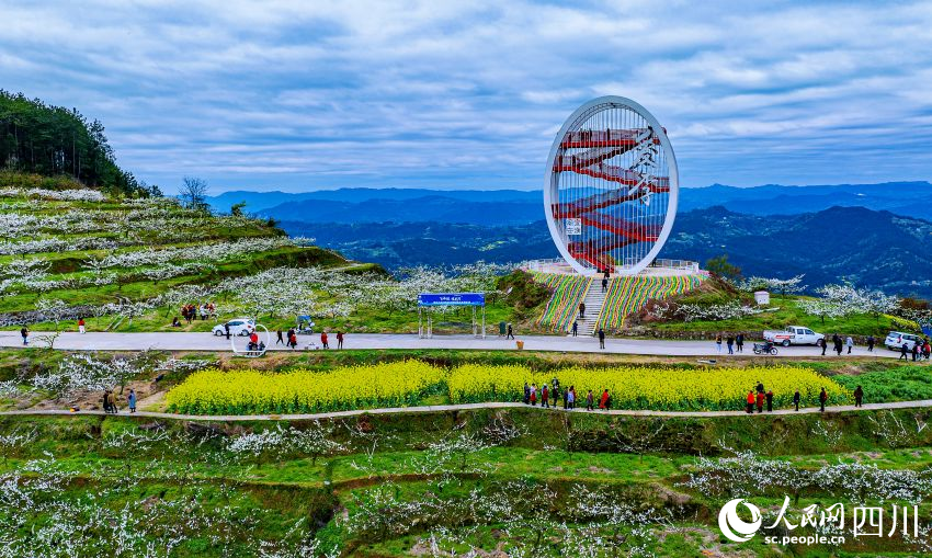 四川宣汉漫山李花迎春开如雪美景满枝挂