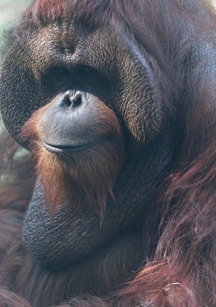 上海动物园45岁猩猩"森泰"离世,为目前国内动物园最年长的猩猩_腾讯